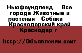 Ньюфаундленд  - Все города Животные и растения » Собаки   . Краснодарский край,Краснодар г.